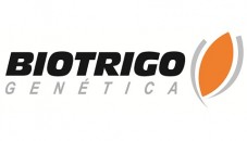 Semente de Trigo TBIO Esporão Biotrigo Genética, 1x40Kg  - 0